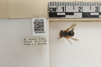 Media type: image;   Entomology 788259 Aspect: Labels